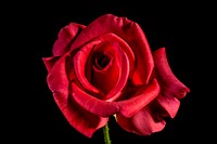 Red rose background. Free public domain CC0 photo.