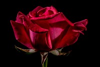 Red rose background. Free public domain CC0 image.