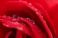 Red rose background. Free public domain CC0 image.