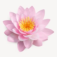 Pink lotus flower isolated image psd