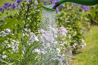 Watering pink geranium. Free public domain CC0 photo.