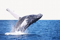 Humpback whale jumping backwards image element