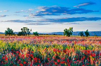 Red poppy field. Free public domain CC0 photo.