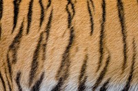 Tiger stripe, animal print background. Free public domain CC0 photo.