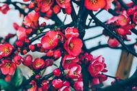 Chinese quince flower background. Free public domain CC0 image.