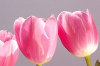 Pink tulip background. Free public domain CC0 image.