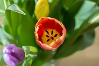 Tulip bouquet background. Free public domain CC0 image.