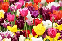 Tulip field background. Free public domain CC0 image.