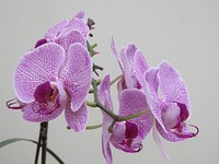 Pink moth orchid. Free public domain CC0 image.