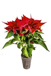 Poinsettia background. Free public domain CC0 photo.