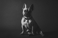 Free black and white bulldog portrait image, public domain animal CC0 photo.