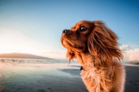 Free brown fluffy puppy on the beach image, public domain animal CC0 photo.