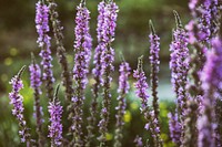 Free lavender image, public domain spring CC0 photo.