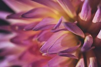 Free dahlia image, public domain flower CC0 photo.