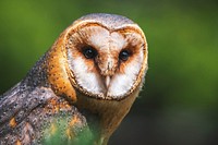 Free barn owl image, public domain animal CC0 photo.