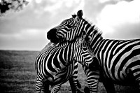 Free zebra image, public domain animal CC0 photo.