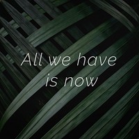All we have is now quote on a palm leaves background