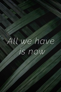 All we have is now quote on a palm leaves background