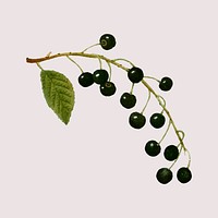 Vector bird cherry branch vintage illustration