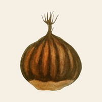 Vintage sweet chestnut vector fruit hand drawn illustration