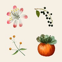 Fruit and flower vector vintage set hand drawn illustration