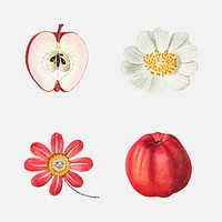 Fruit and flower vector vintage set hand drawn illustration