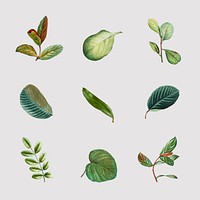 Vintage green leaf vector set hand drawn foliage