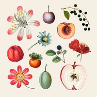 Fruit and flower vector vintage set hand drawn illustration