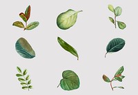 Vintage tropical leaf vector set hand drawn foliage