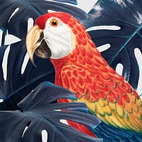 Scarlet macaw bird with monstera leaf illustration