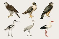 Vector mixed birds and falcons hand drawn set