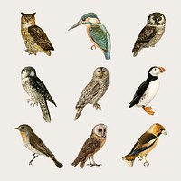 Vector mixed birds and owls hand drawn set