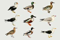 Vector mixed birds hand drawn ducks set