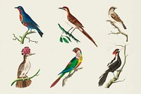 Colorful vector birds hand drawn vintage collection