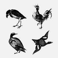 BW duck and bird vector animal vintage hand drawn illustration