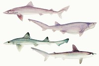 Antique sharks aquatic life drawing illustration