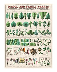 Vintage botanical art print. School & family charts poster (1890) by Marcius Willson and Norman A. Calkins. Original from Library of Congress. Digitally enhanced by rawpixel.