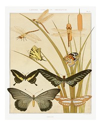 Butterflies wall art, vintage print (1897) illustrated by Maurice Pillard Verneuil. Original from the The New York Public Library. Digitally enhanced by rawpixel.