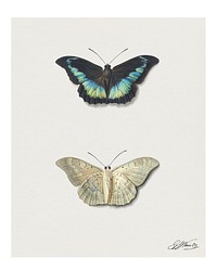 Butterflies art print, vintage artwork by Georgius Jacobus Johannes van Os (1782–1861). Original from The Rijksmuseum. Digitally enhanced by rawpixel.​​​​​