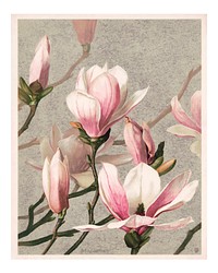 Magnolia poster, vintage art print (1886) in high resolution by L. Prang & Co. Original from The Library of Congress. Digitally enhanced by rawpixel.