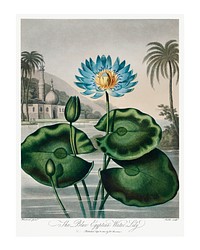 Water-Lily wall art (1807) by Robert John Thornton. Original from Biodiversity Heritage Library. Digitally enhanced by rawpixel.