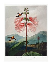 Red flower poster. Flowering Sensitive Plant (1807) by Robert John Thornton. Original from Biodiversity Heritage Library. Digitally enhanced by rawpixel.