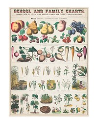 Fruit family art print poster, vintage wall art illustration, remixed from the artwork of Marcius Willson and Norman A. Calkins