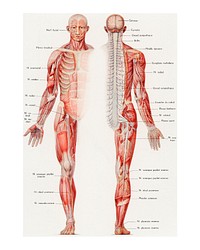 Human body painting, vintage illustration of the human nervous system,enhanced from the artwork of Galtier-Boissière and émile