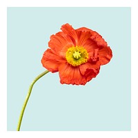 Aesthetic flower art print poster, orange poppy wall decor