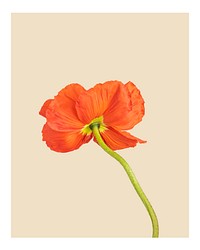 Aesthetic flower art print poster, orange poppy wall decor