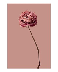 Aesthetic flower art print, wall poster