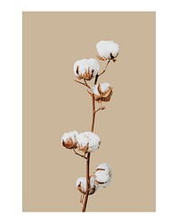 Aesthetic flower art print poster, cotton flower wall decor