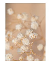 Aesthetic flower art print, gypsophila wall decor