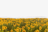 Sunflower field background, with ripped paper border